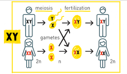EDNAblog_XYsystem.png