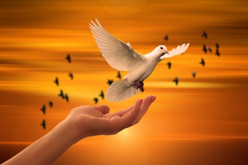 dove-3426159_960_720.jpg