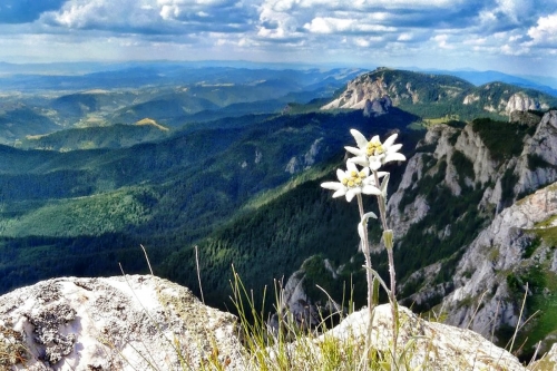 Edelweiss-montagne.jpg