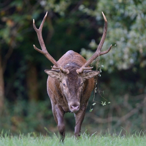 FE_Cerf_élaphe-Cervus_elaphus-StéphaneBeillard.jpg