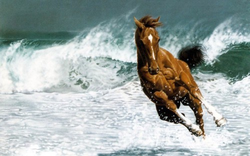 Beautiful-Horse-horses-22410583-1280-800.jpg