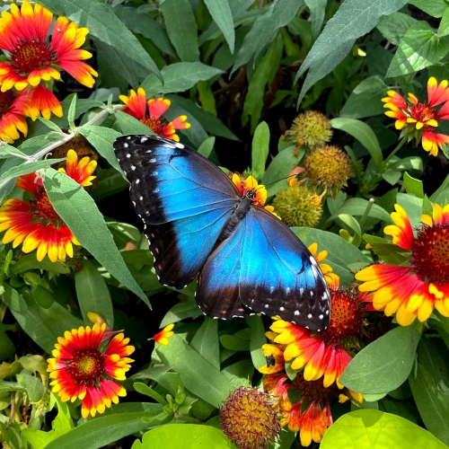 Morpho-Butterfly.jpg
