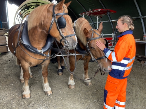 les-chevaux-de-traits-de-la-ville-de-questembert-arcnaches-pour-le-trait-d-une-roulotte-6822231abd1e0415198108-2270203980.jpg