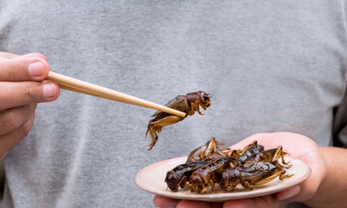 eating-insects-1220x732.jpg