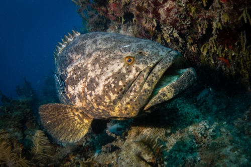 Epinephelus-itajara-scaled-2214030301.jpg