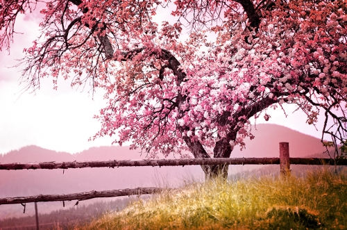 Springtime-with-Cancer-image-EYe.jpg