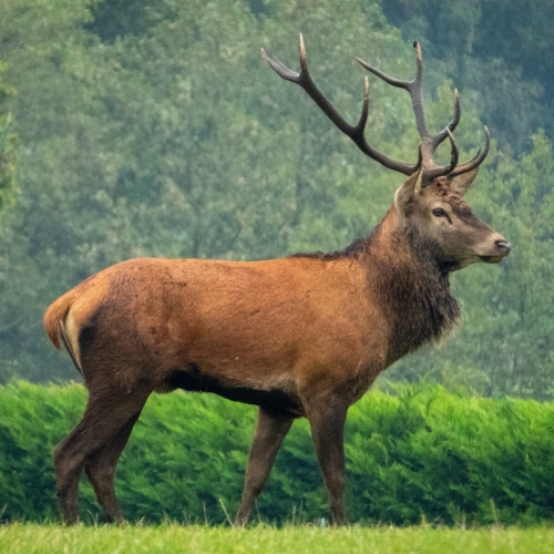 photo_snpn_Cervus-elaphus-hor.png-1200x1200.jpg