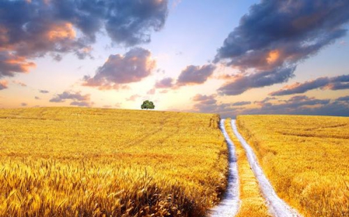 ukraine-wheat-fields.jpg