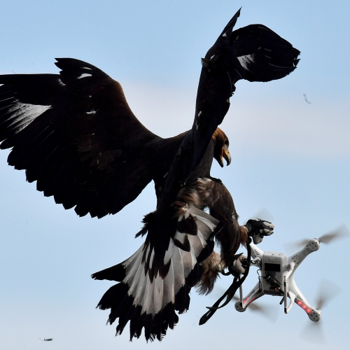 1275090-un-aigle-royal-attrapes-un-drone-en-plain-vol.jpg