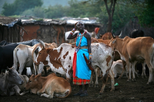 maasai-woman-and-cattle-3006506425.jpg