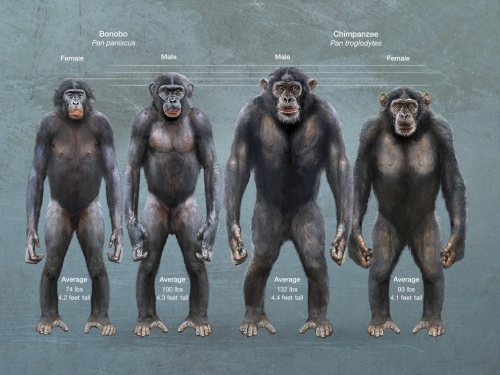 bonobo-vs-chimpancc3a9.jpg